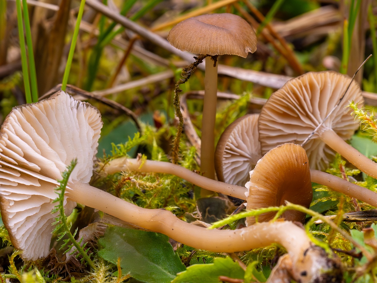 Gamundia striatula _2025-10-19_1-5