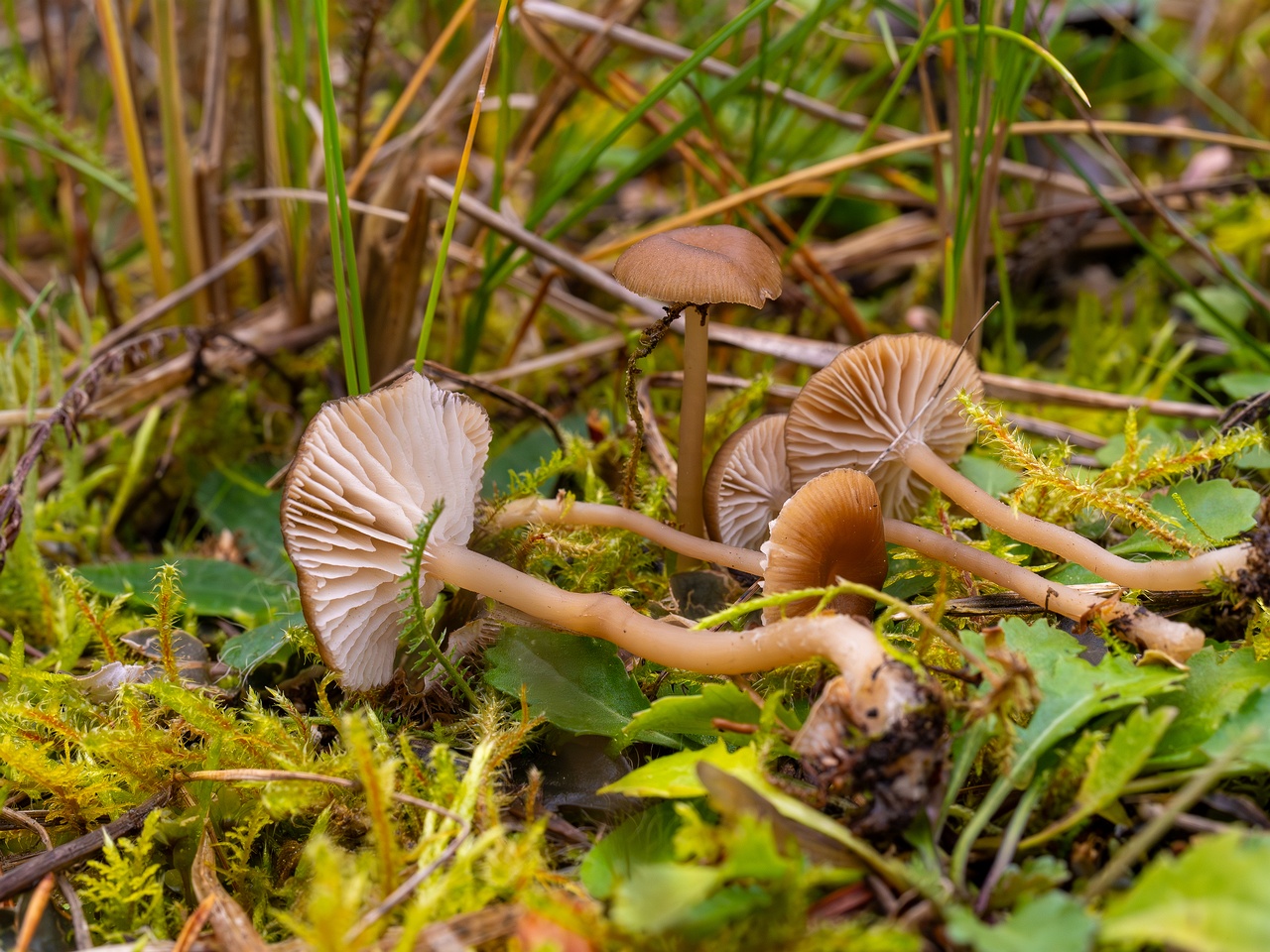 Gamundia striatula _2025-10-19_1-6