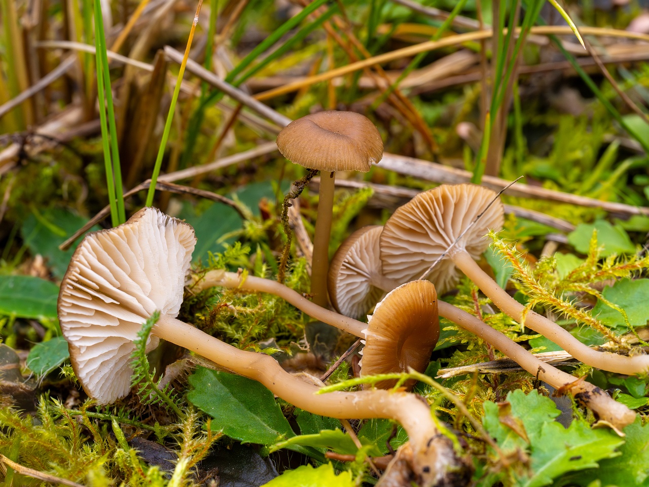 Gamundia striatula _2025-10-19_1-7