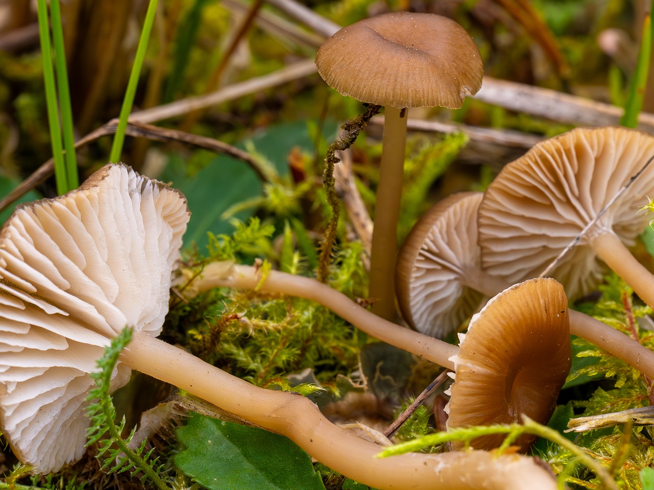 Gamundia striatula _2025-10-19_1-8