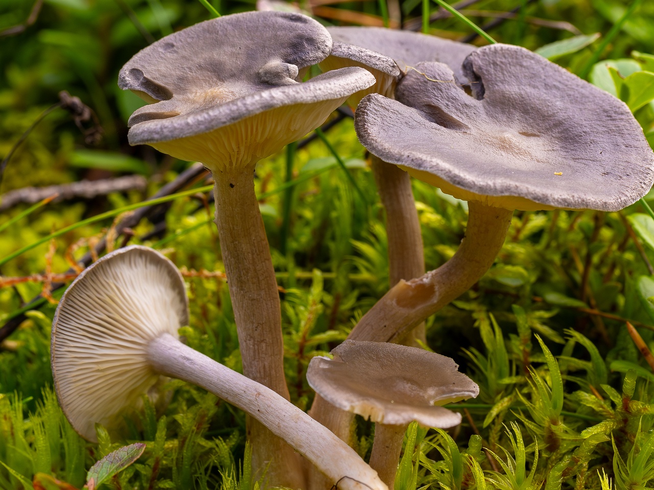 Cantharellula umbonata _2025-09-21_1-10