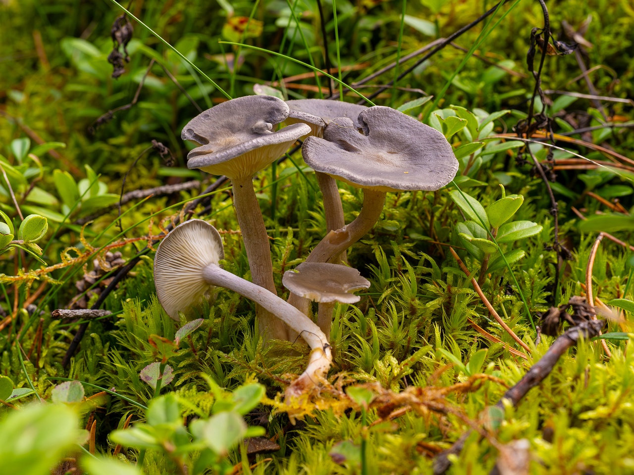 Cantharellula umbonata _2025-09-21_1-9