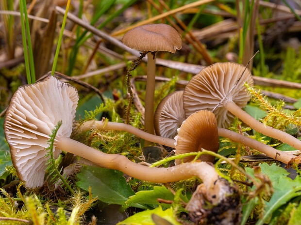 Гамундия полосатая - Gamundia striatula