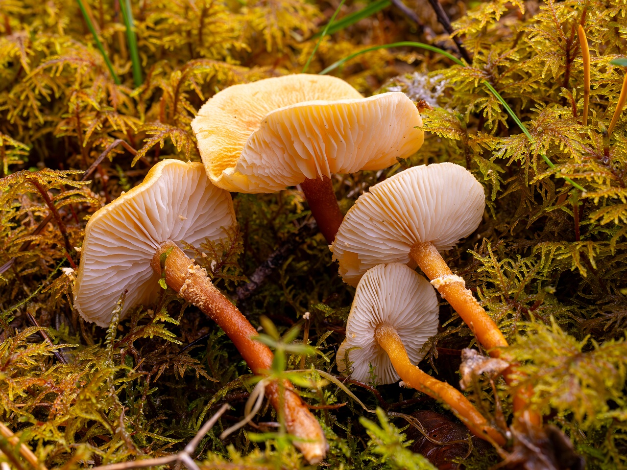 !cystoderma-amianthinum_2024-10-12_1-4