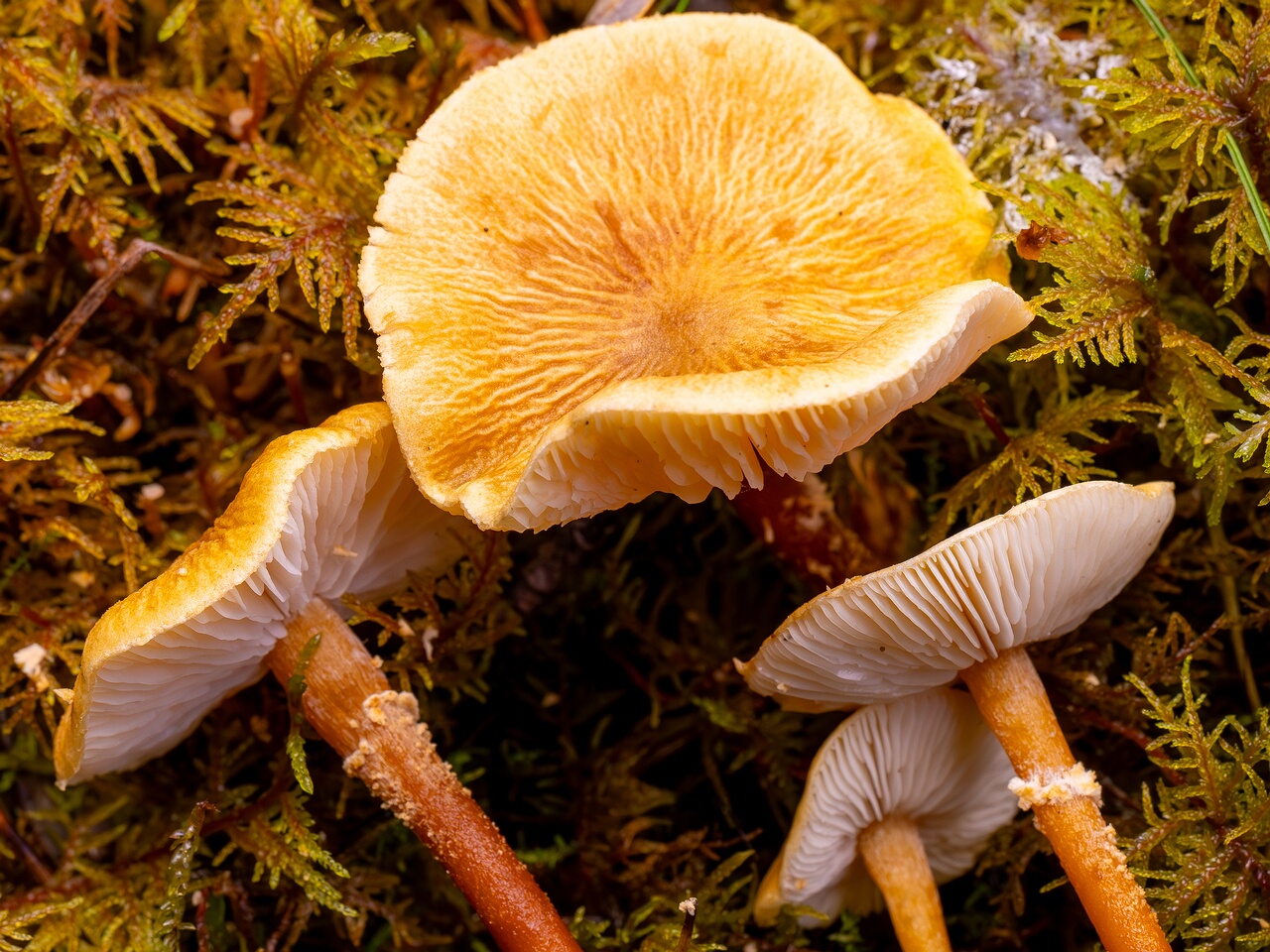 cystoderma-amianthinum_2024-10-12_1-9