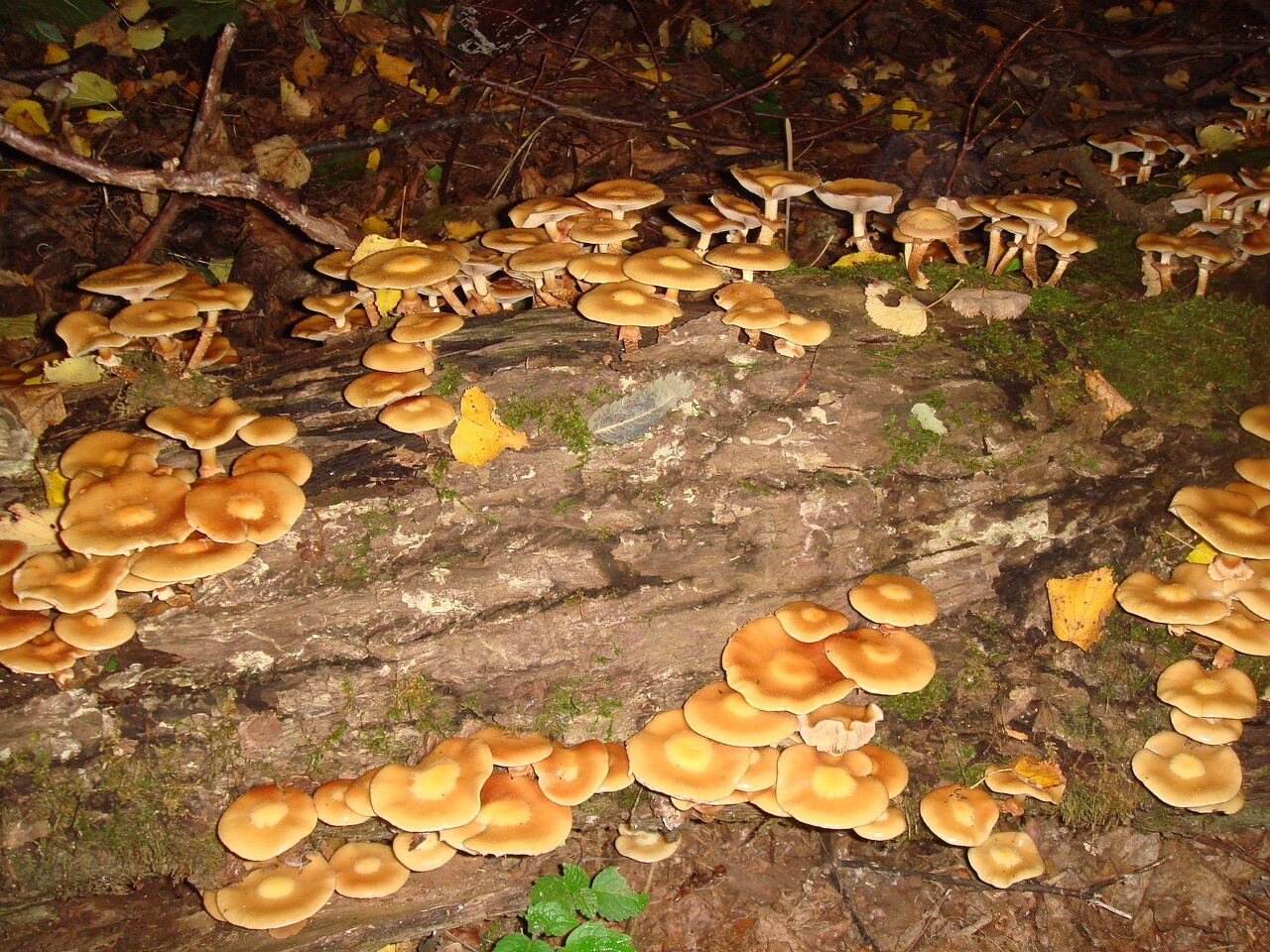 fungi-0004075