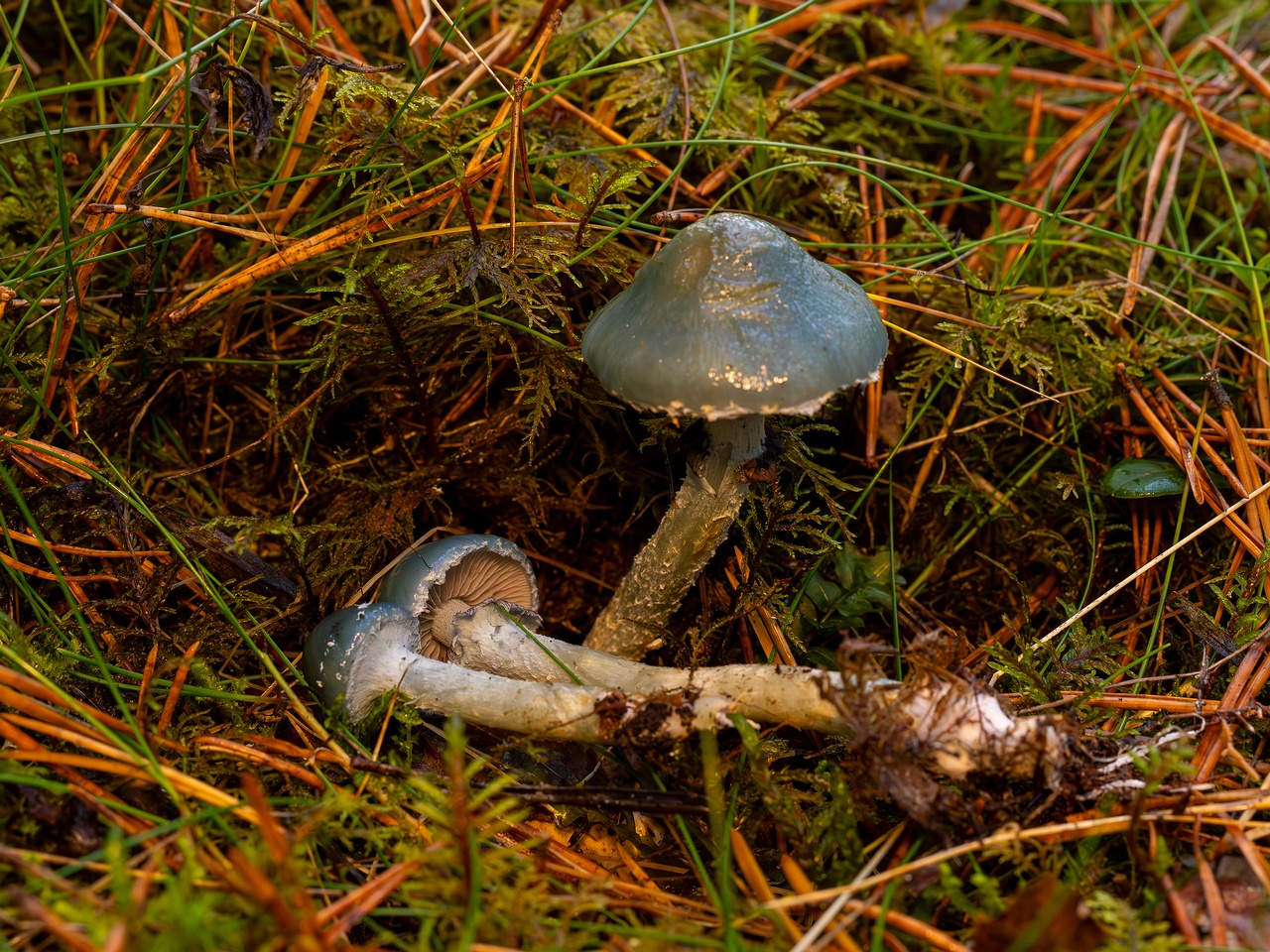 Stropharia caerulea _2025-10-19_1-3
