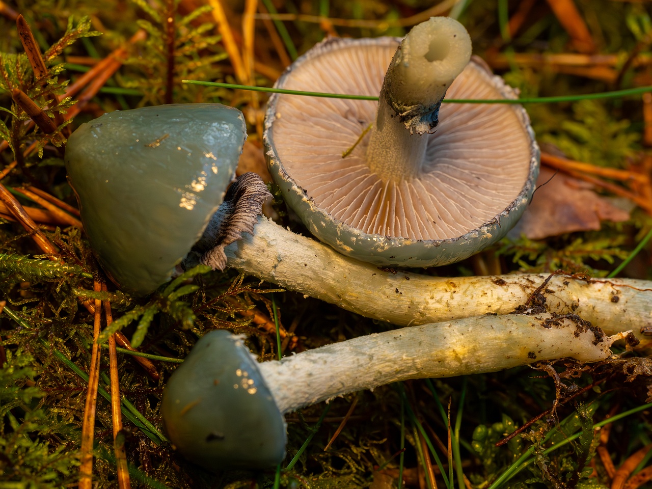 Stropharia caerulea _2025-10-19_1-5