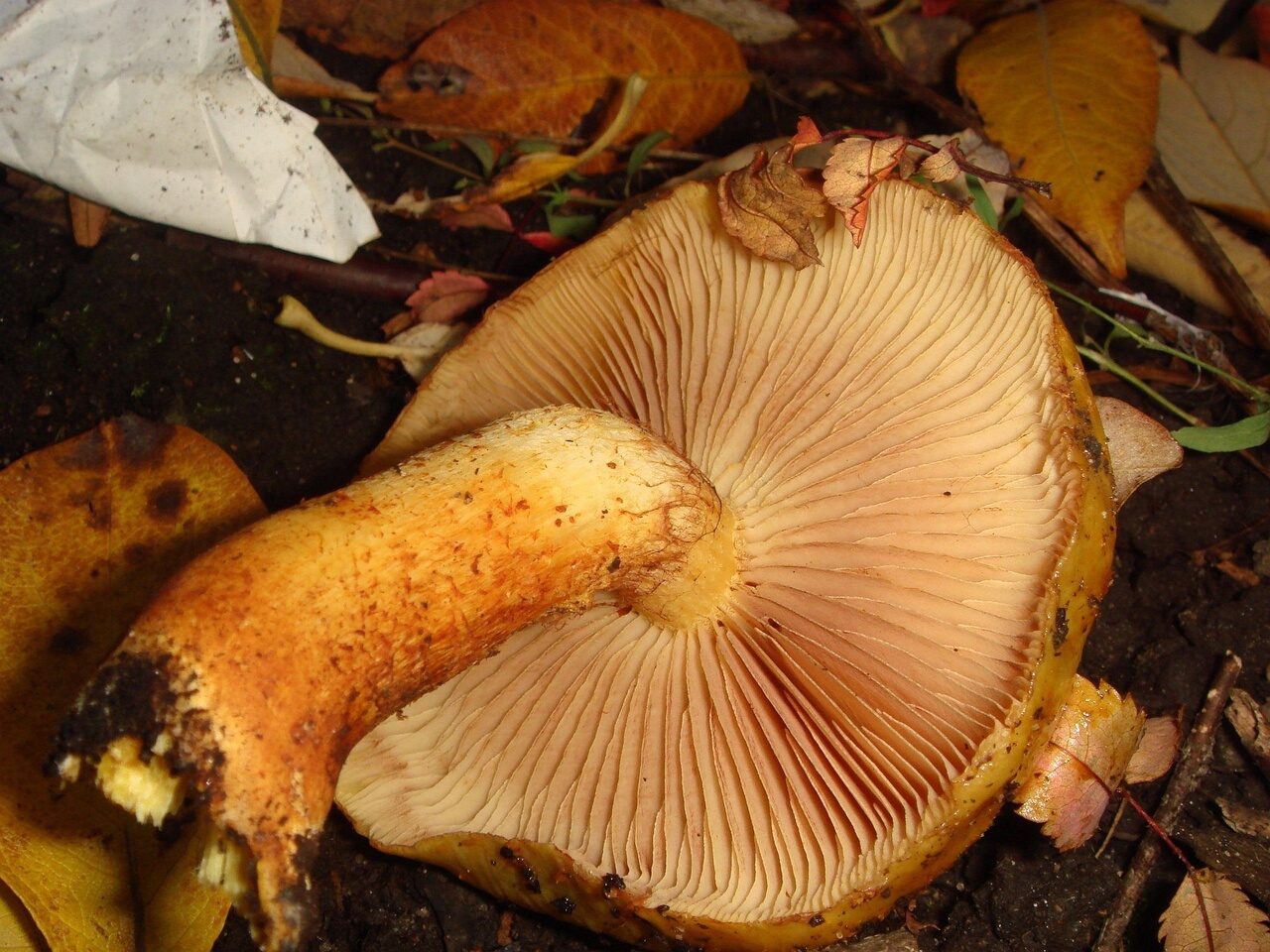 fungi-0002043