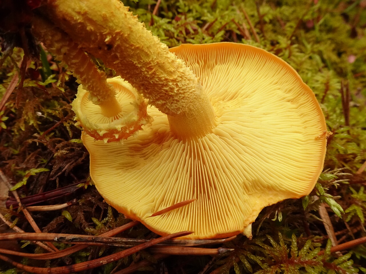 DSC06885