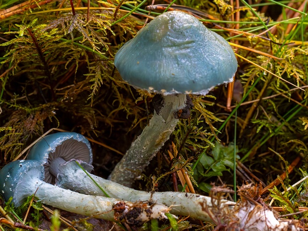 Stropharia caerulea - Строфария синяя - Blue Roundhead - Blaue Träuschling Stropharia caerulea, commonly known as the Blue Roundhead or Blaue Träuschling in German, is a small to medium-sized...
