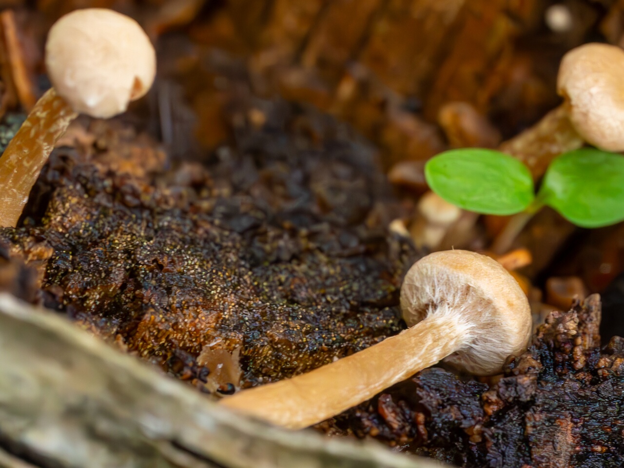 tubaria-conspersa_2023-09-14_1-8