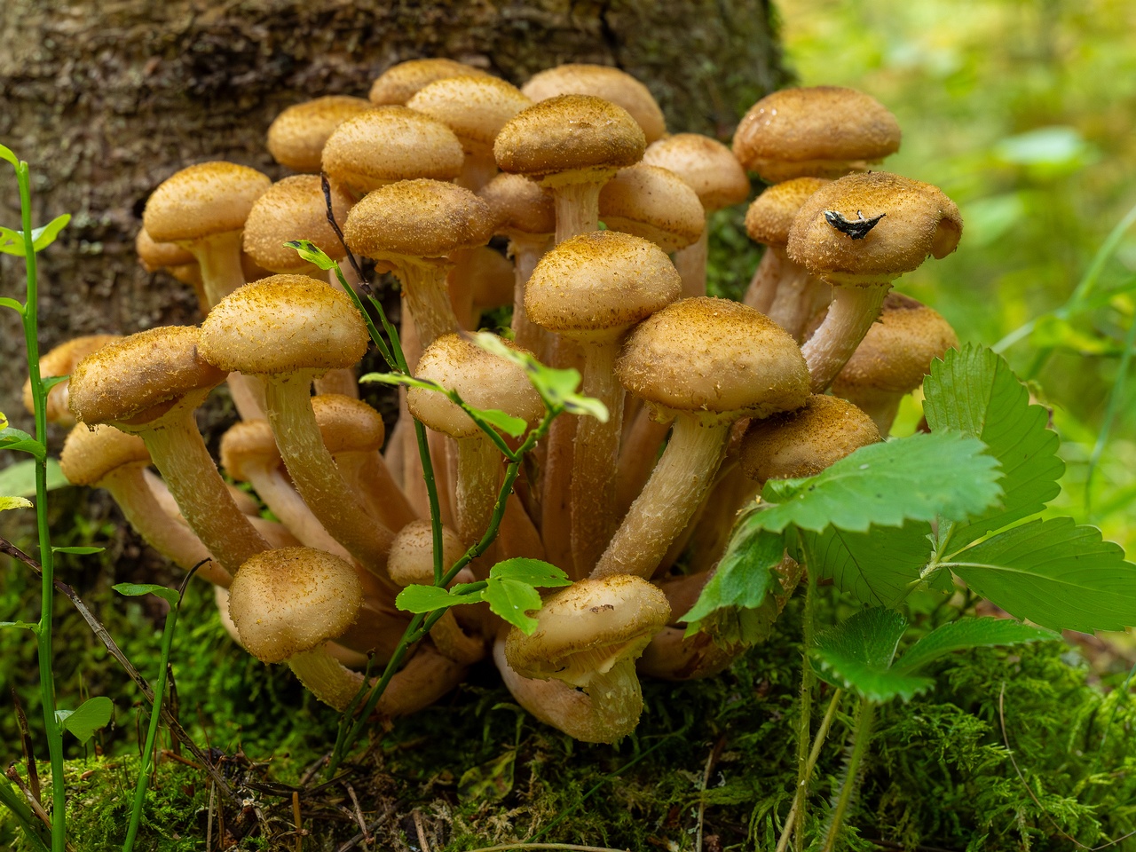 !Armillaria mellea _2025-09-06_1-18