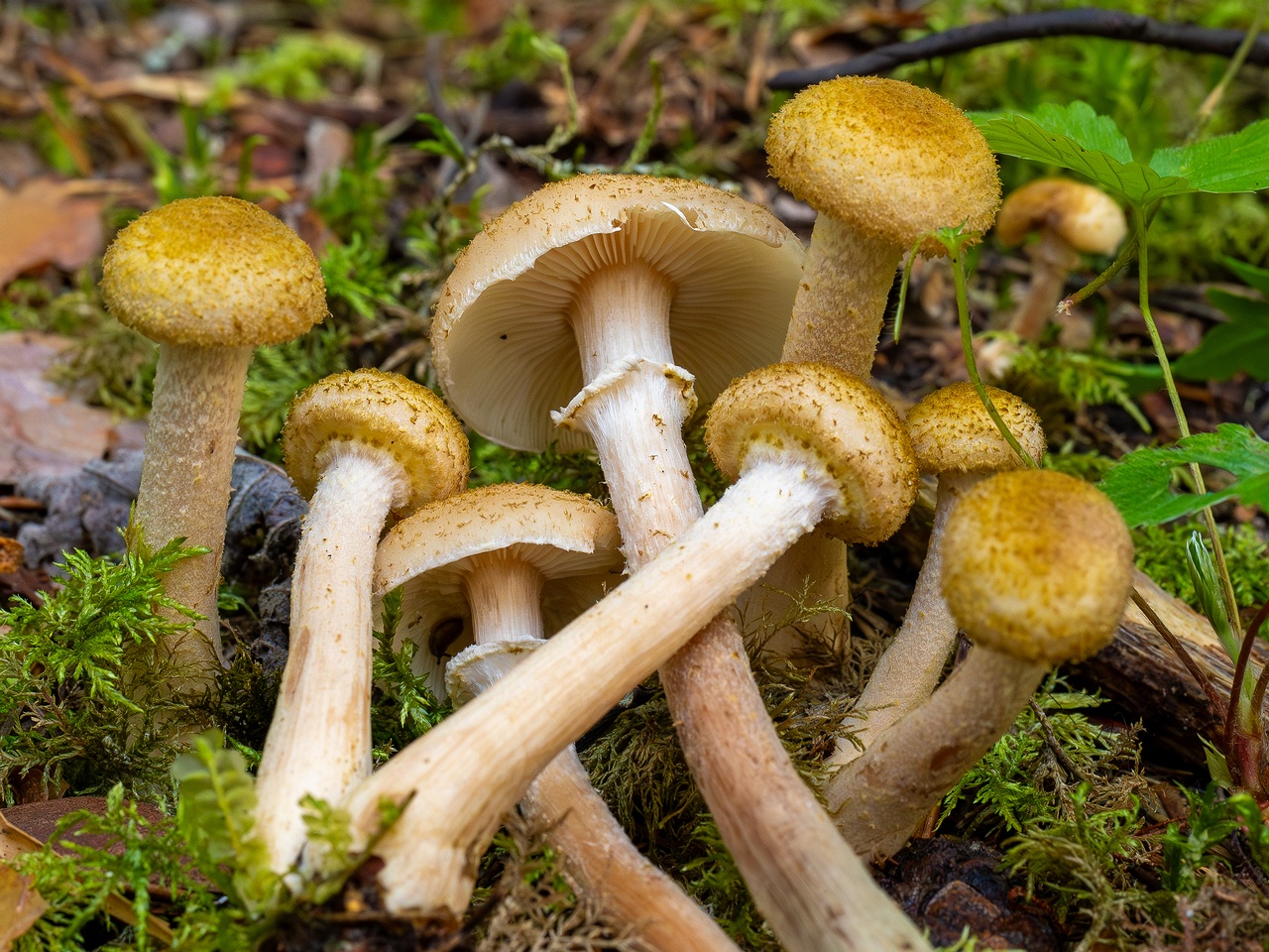 Armillaria mellea _2025-09-06_1-10