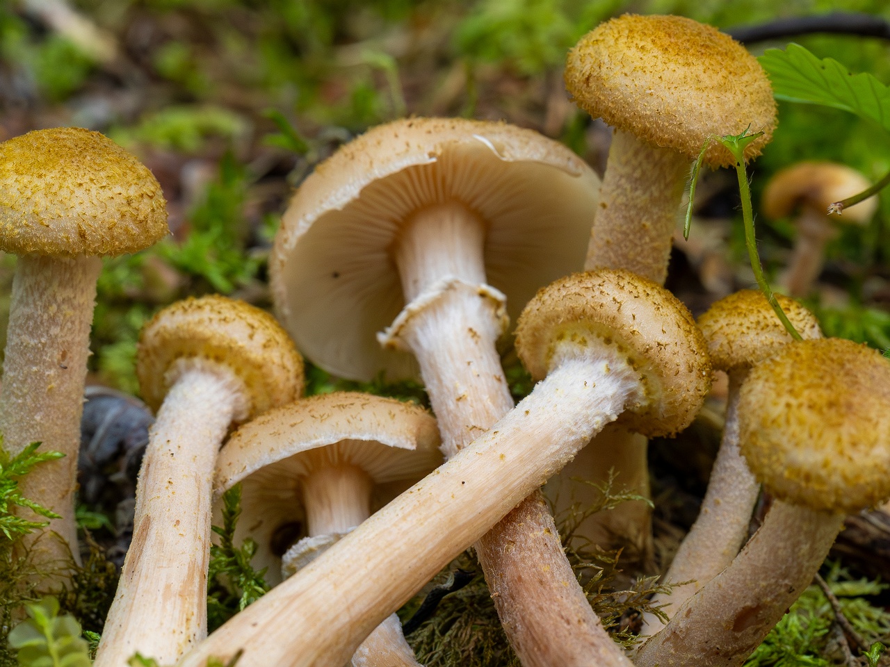Armillaria mellea _2025-09-06_1-11