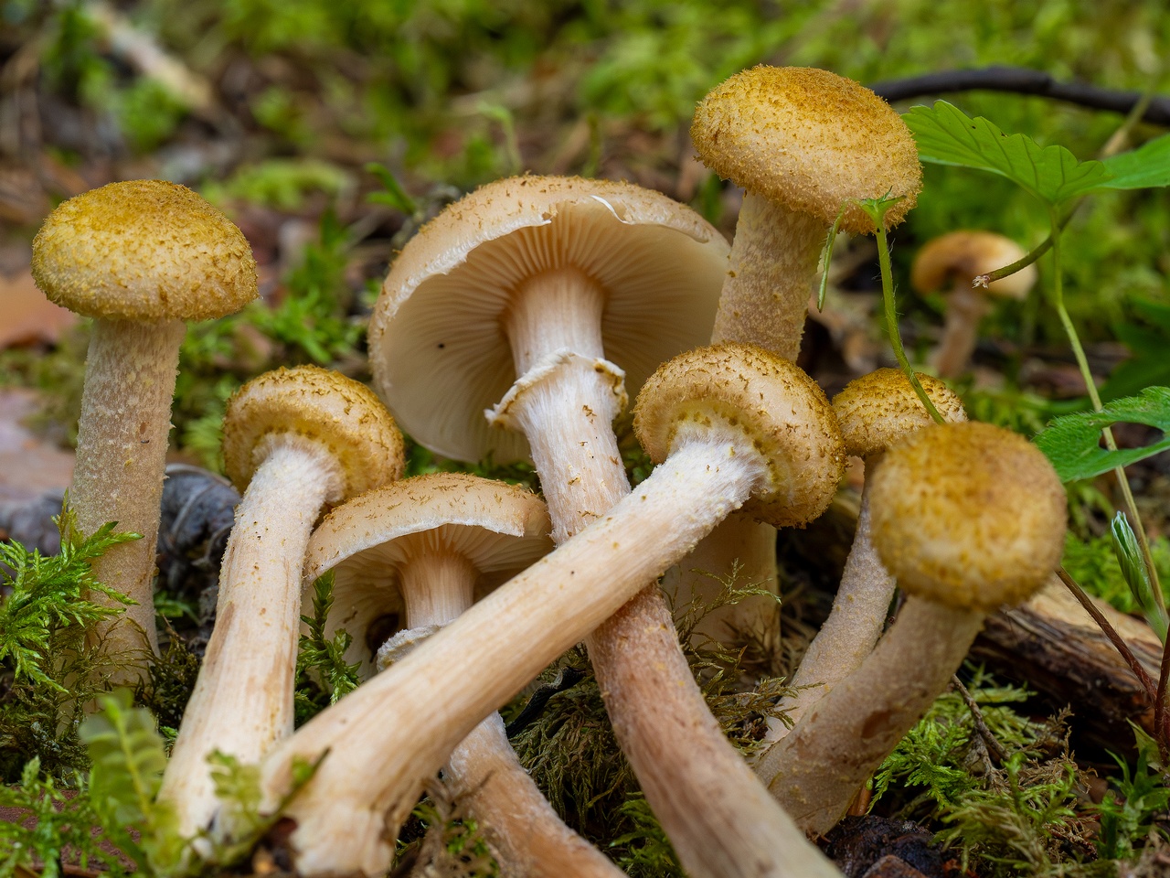 Armillaria mellea _2025-09-06_1-13