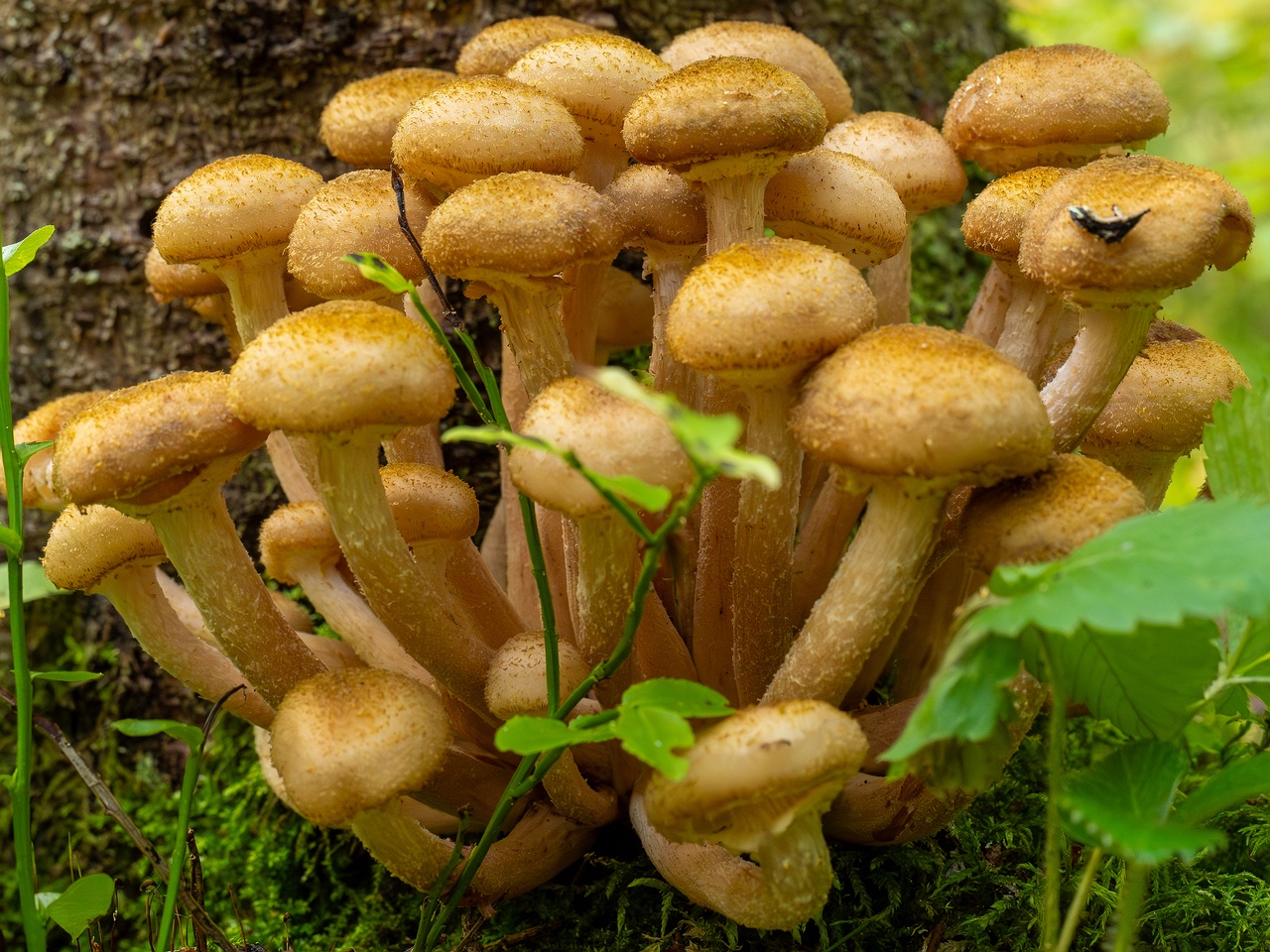 Armillaria mellea _2025-09-06_1-19