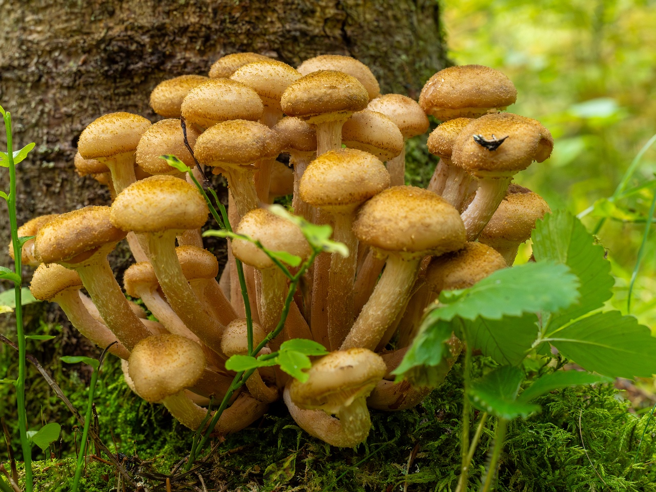 Armillaria mellea _2025-09-06_1-20