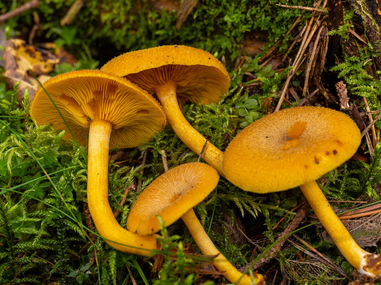 Tricholomopsis decora _2025-09-07_1-13