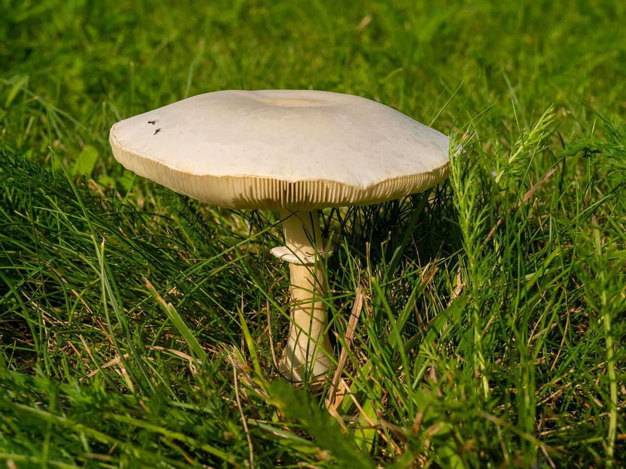 leucoagaricus-leucothites_1-1