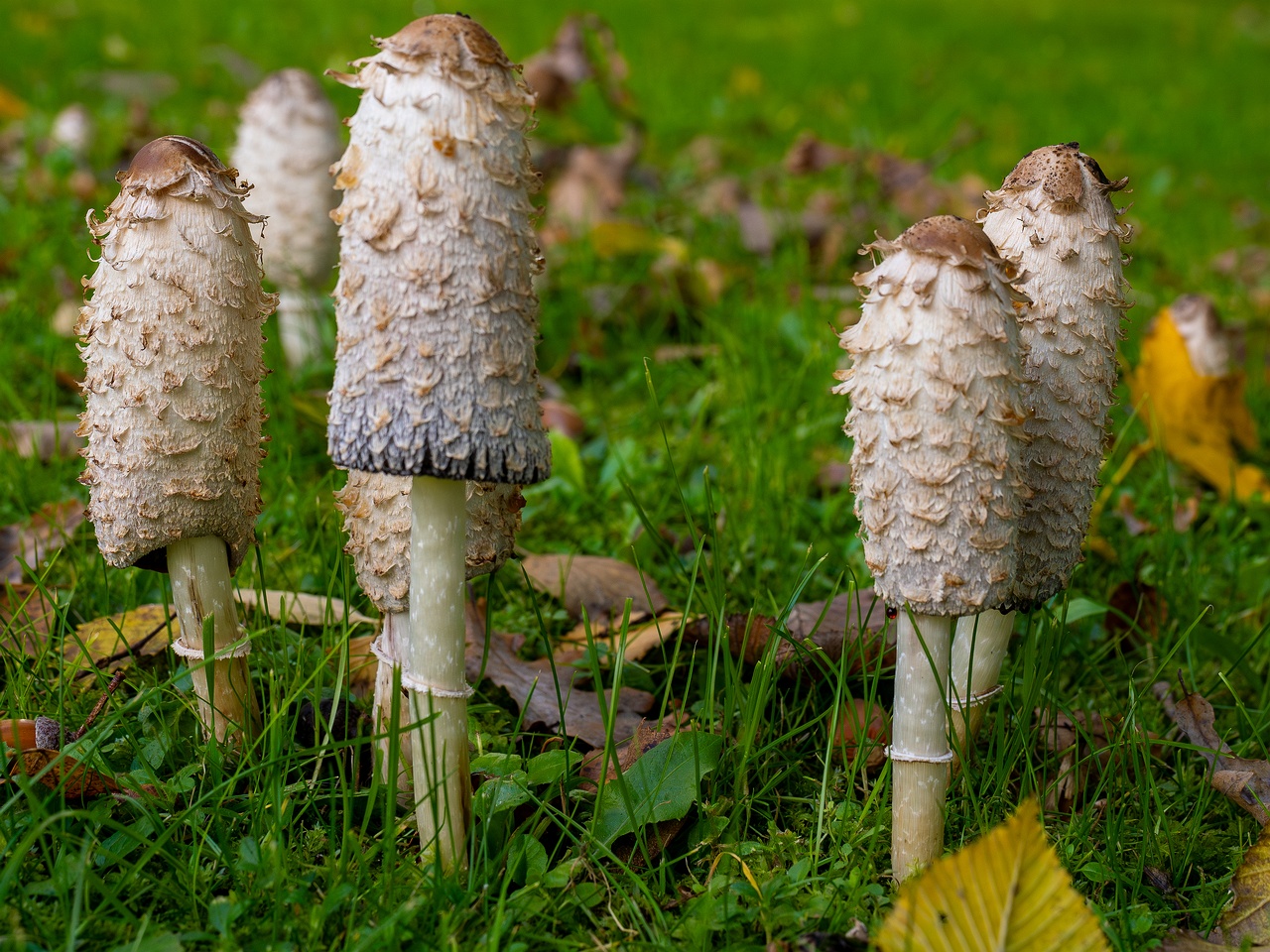 Coprinus comatus _2025-10-10_1-3
