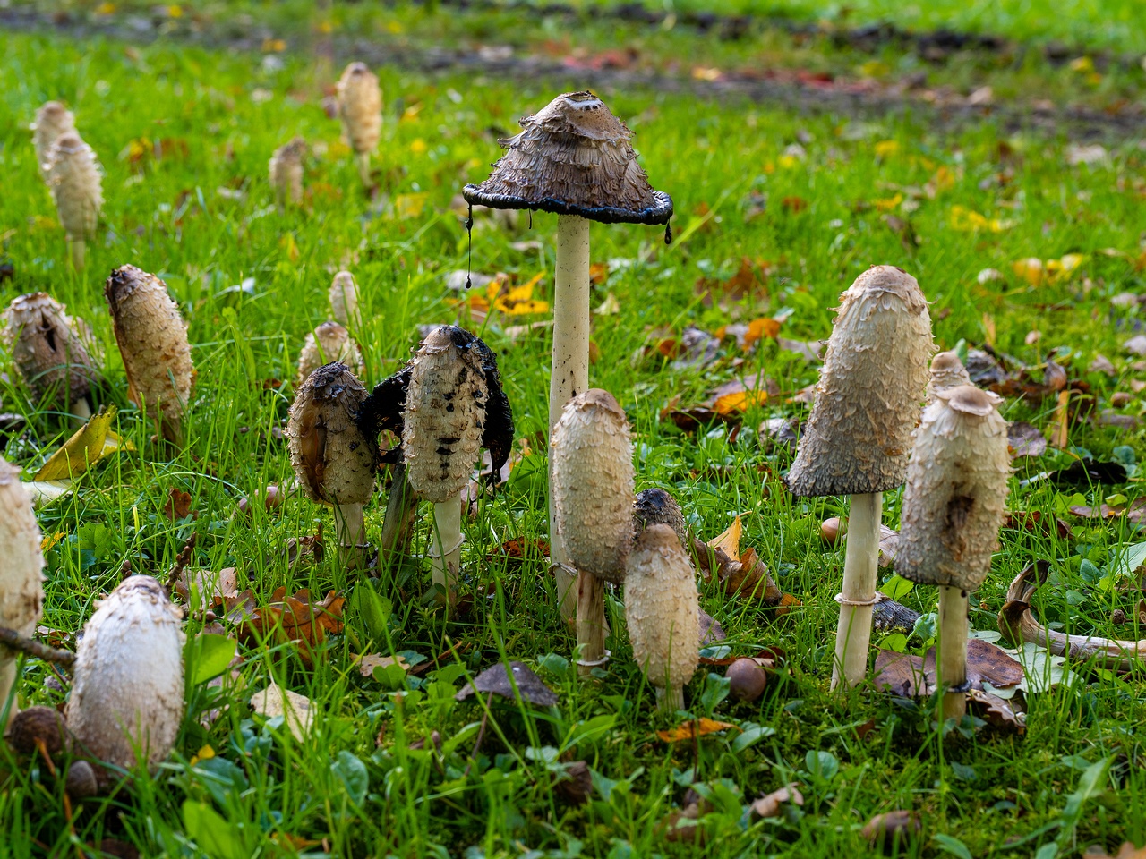 Coprinus comatus _2025-10-10_1-5