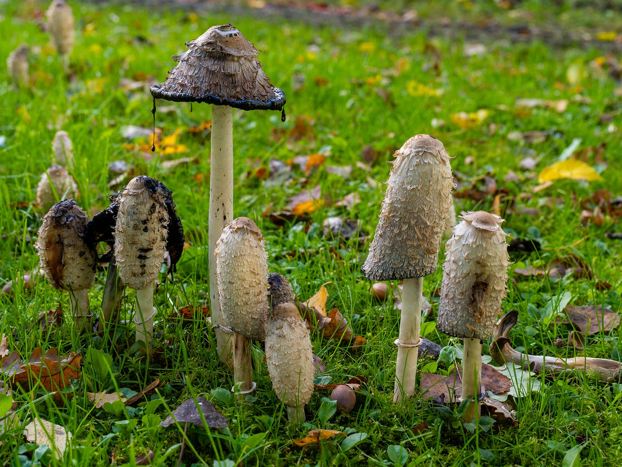 Coprinus comatus _2025-10-10_1-6