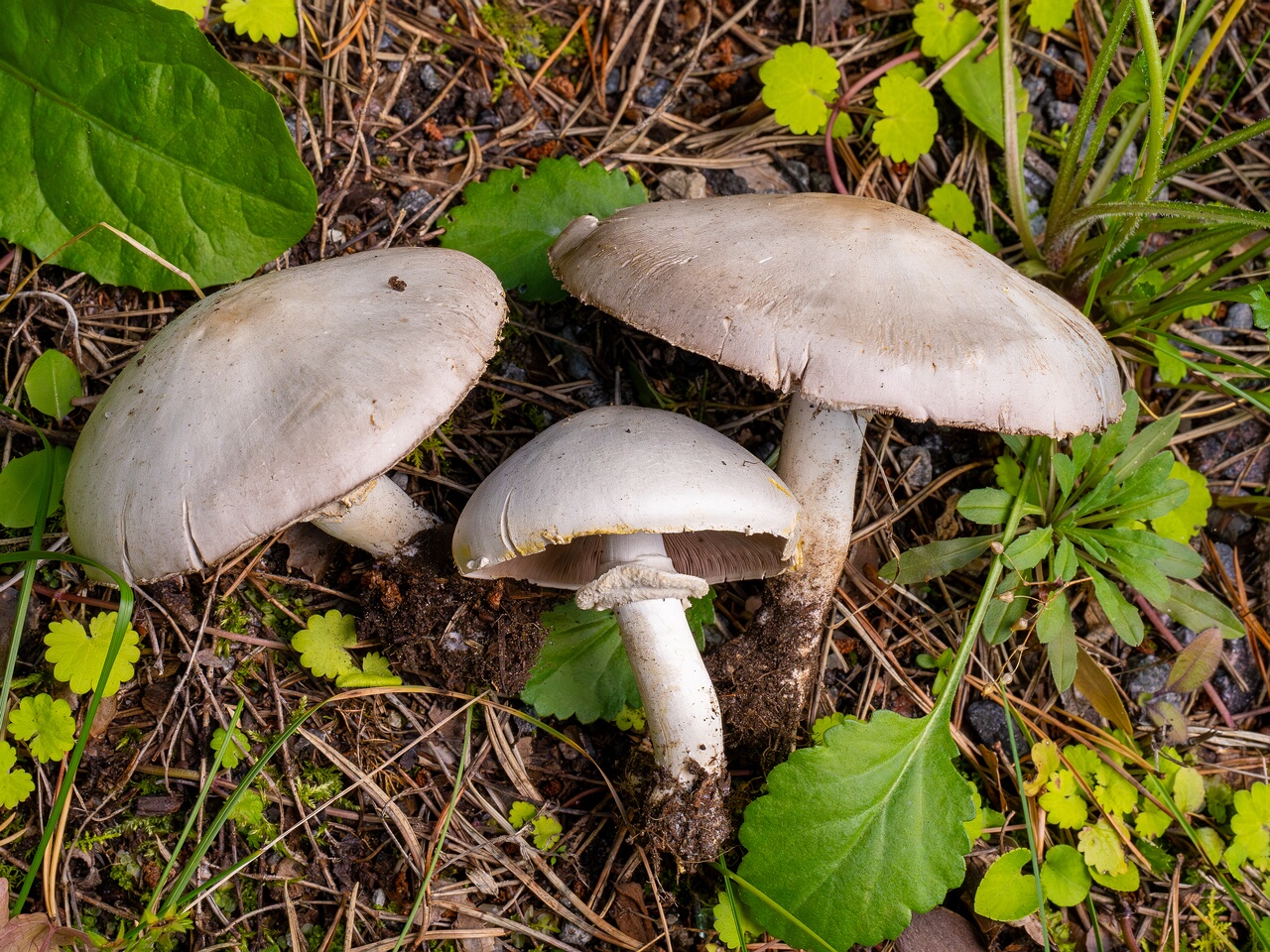 agaricus-xanthodermus_1-16