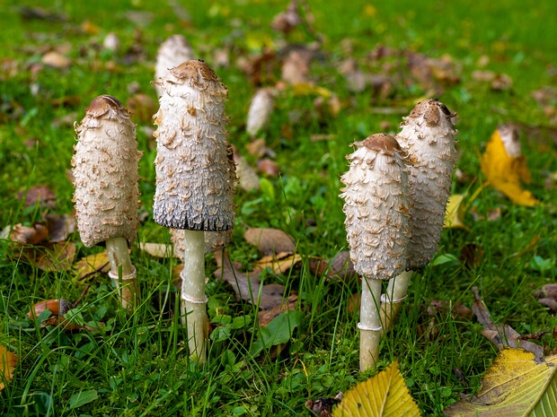 Навозник белый - Coprinus comatus