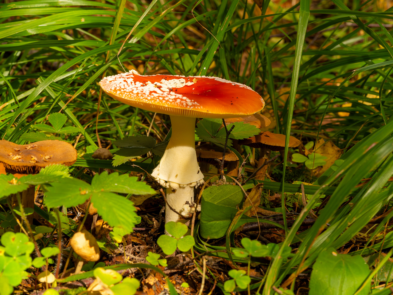 amanita-muscaria_2023-09-10_3-4