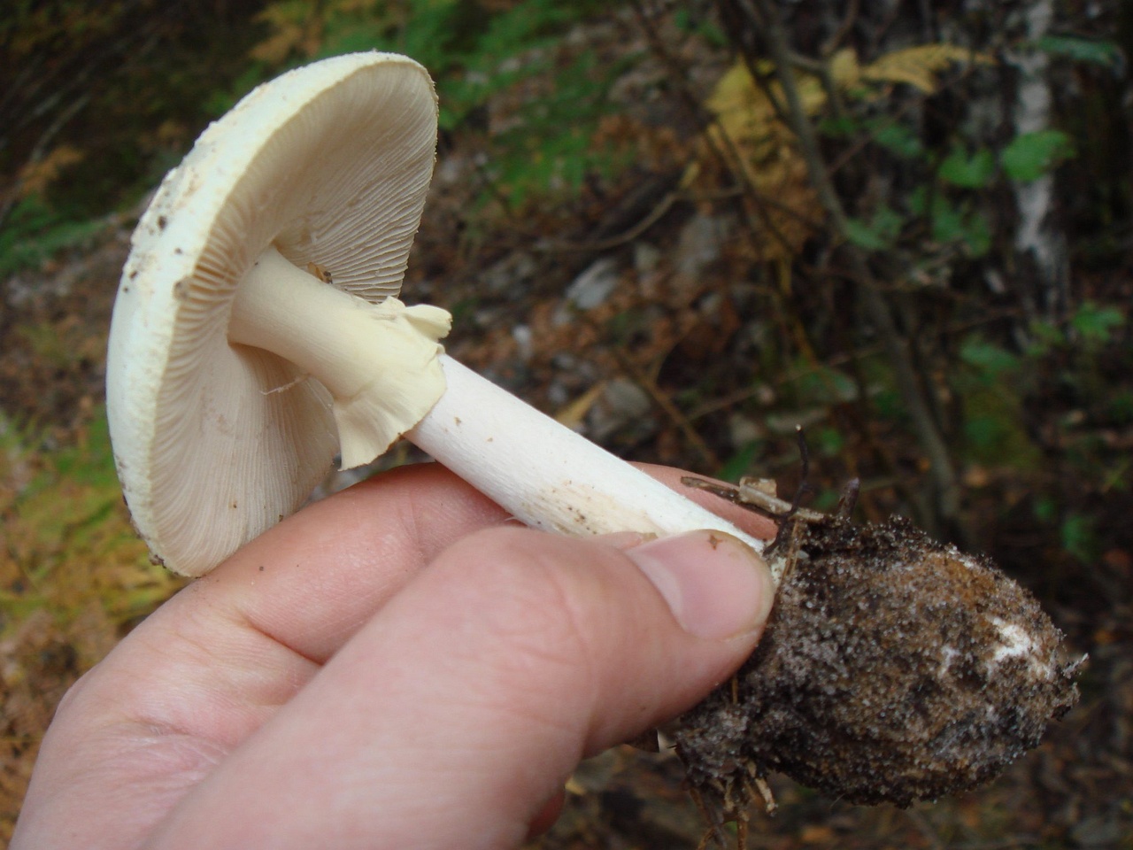 fungi-0004776