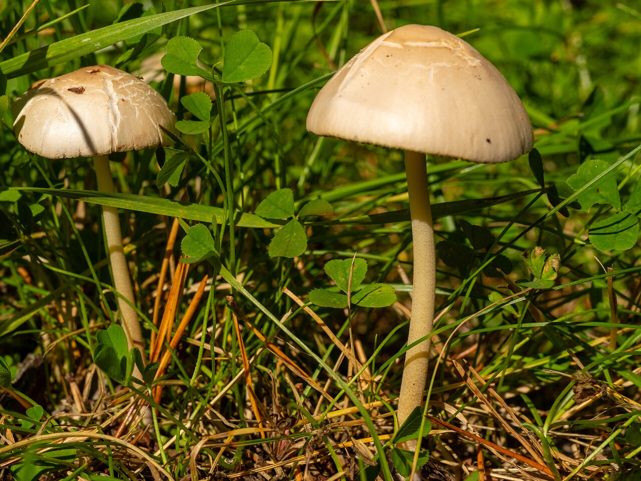 conocybe-apala_1-2