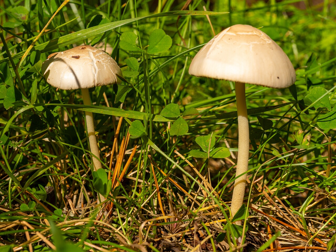 conocybe-apala_1-5
