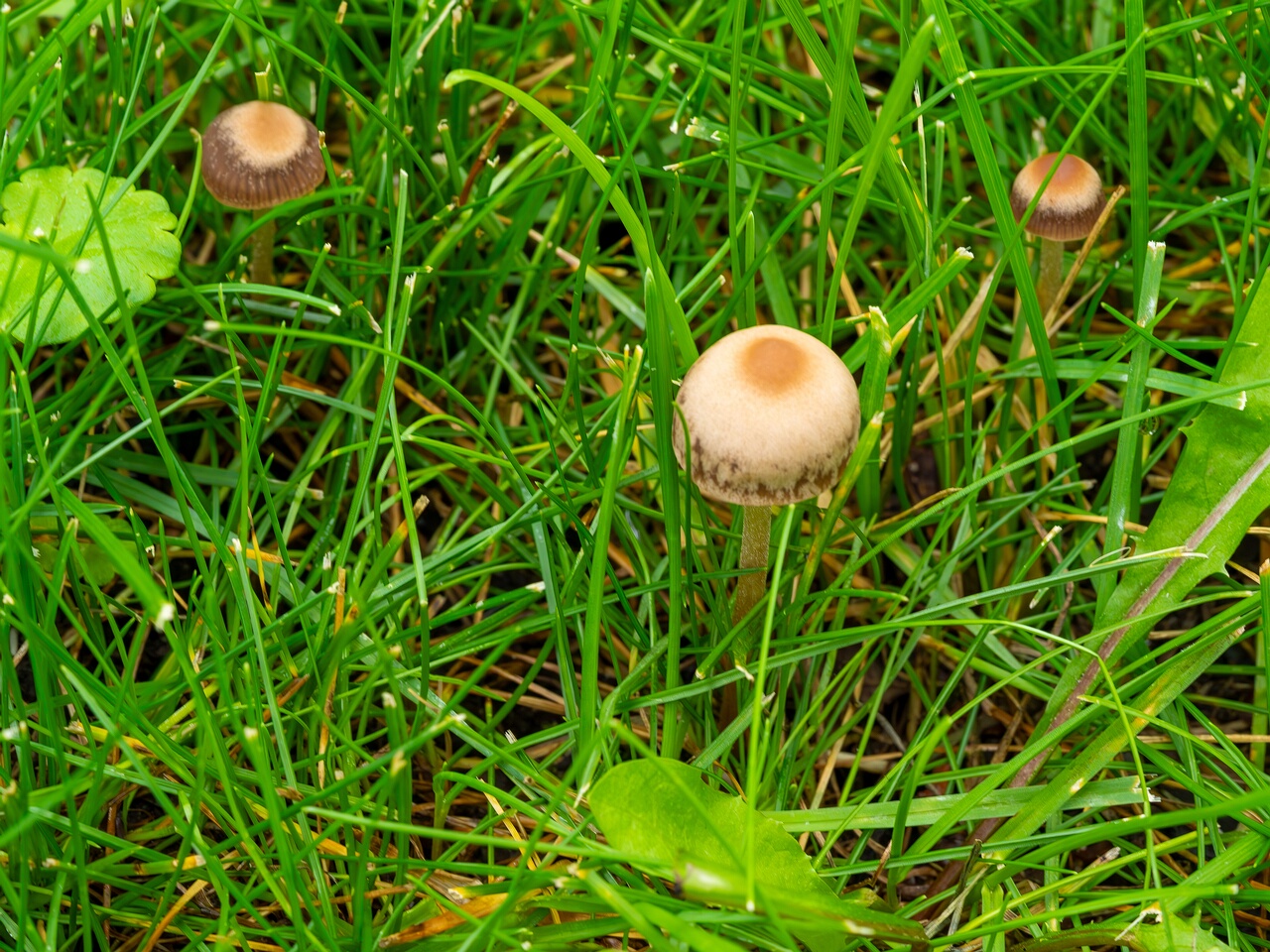 mowed_lawn_between_kiikri_and_tuukri-1