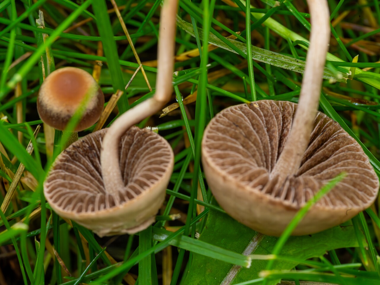 mowed_lawn_between_kiikri_and_tuukri-10