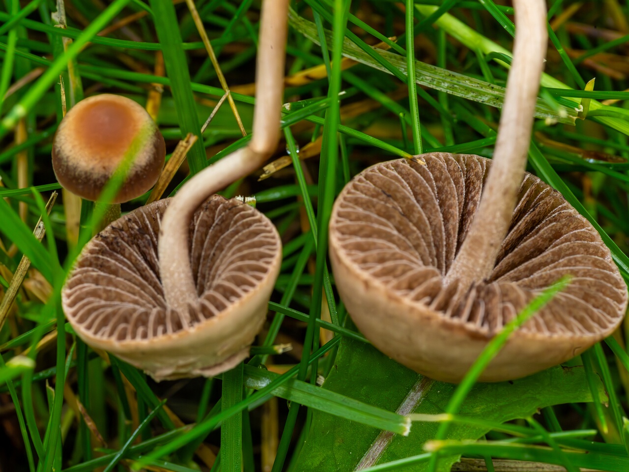 mowed_lawn_between_kiikri_and_tuukri-11