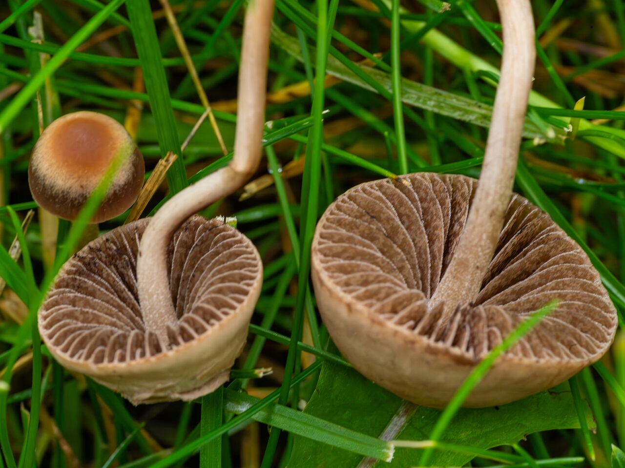 mowed_lawn_between_kiikri_and_tuukri-12