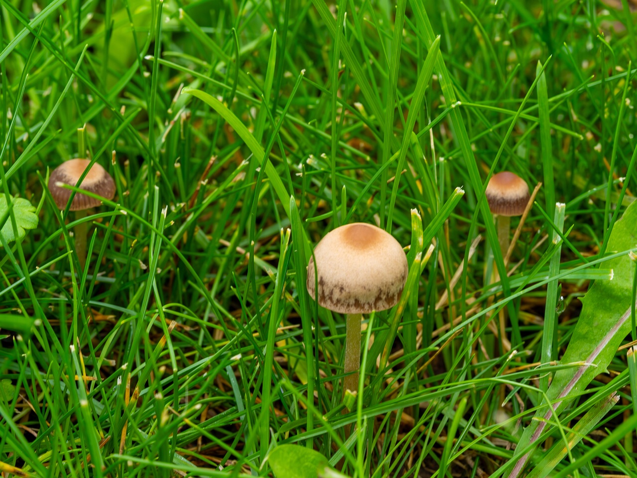 mowed_lawn_between_kiikri_and_tuukri-2