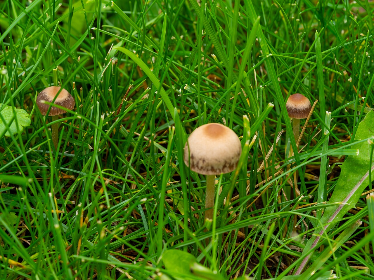 mowed_lawn_between_kiikri_and_tuukri-3