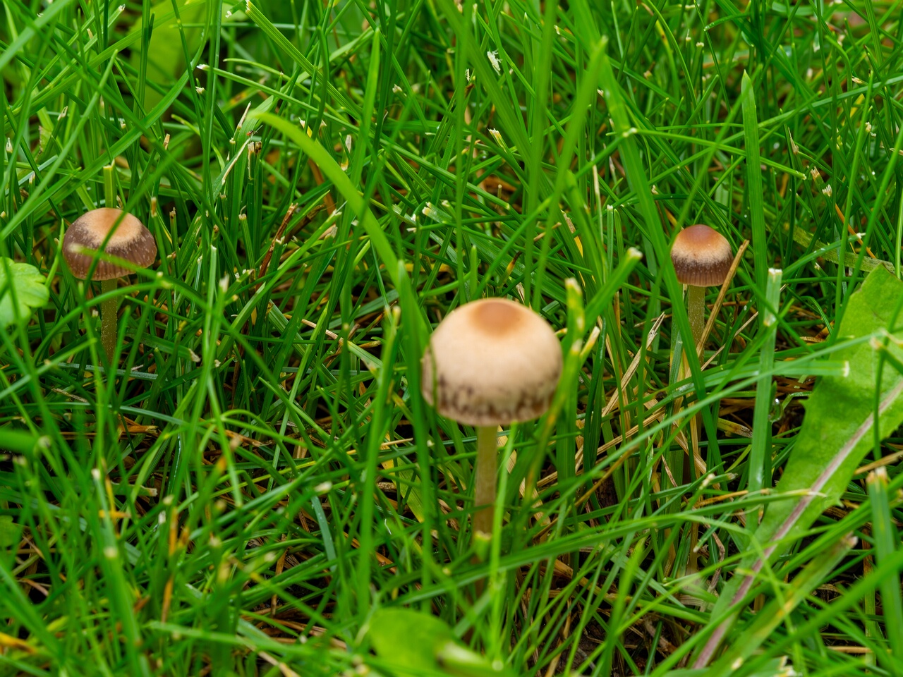 mowed_lawn_between_kiikri_and_tuukri-4