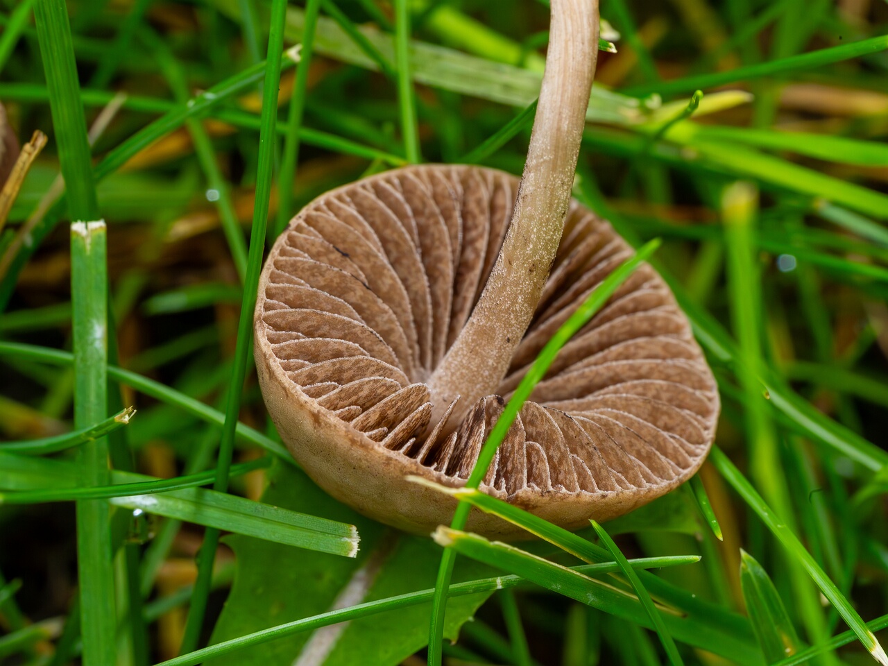 mowed_lawn_between_kiikri_and_tuukri-5