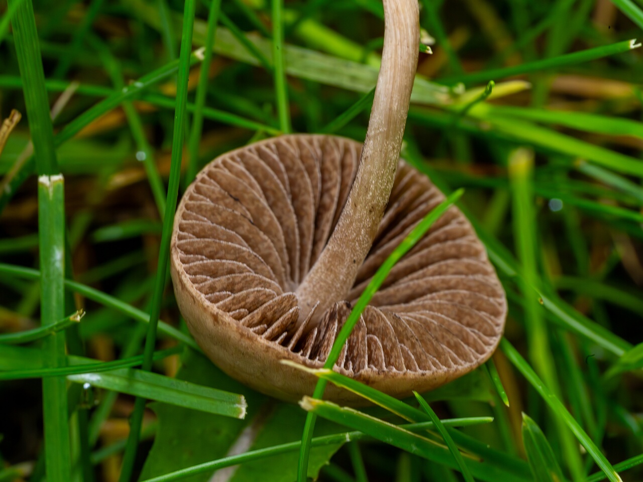 mowed_lawn_between_kiikri_and_tuukri-6