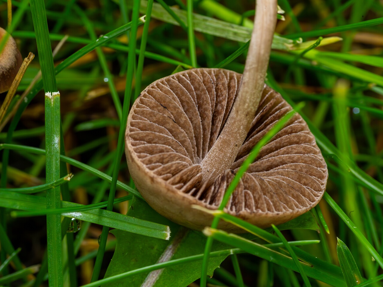 mowed_lawn_between_kiikri_and_tuukri-7