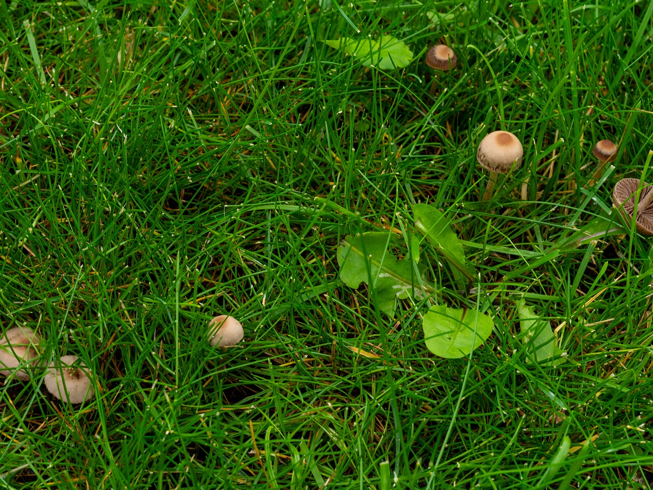 mowed_lawn_between_kiikri_and_tuukri-8