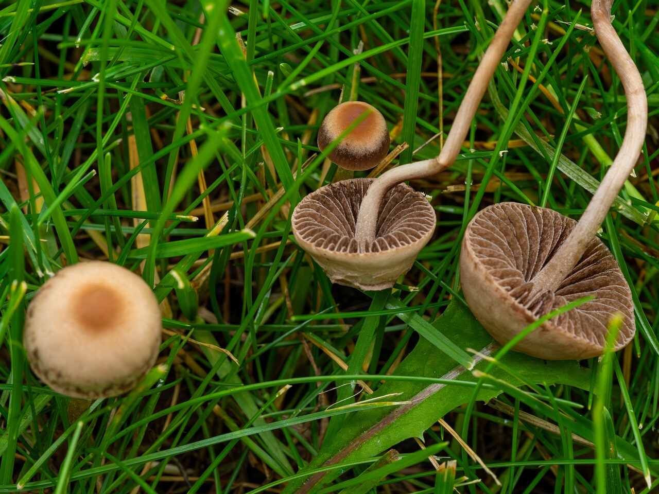 mowed_lawn_between_kiikri_and_tuukri-9