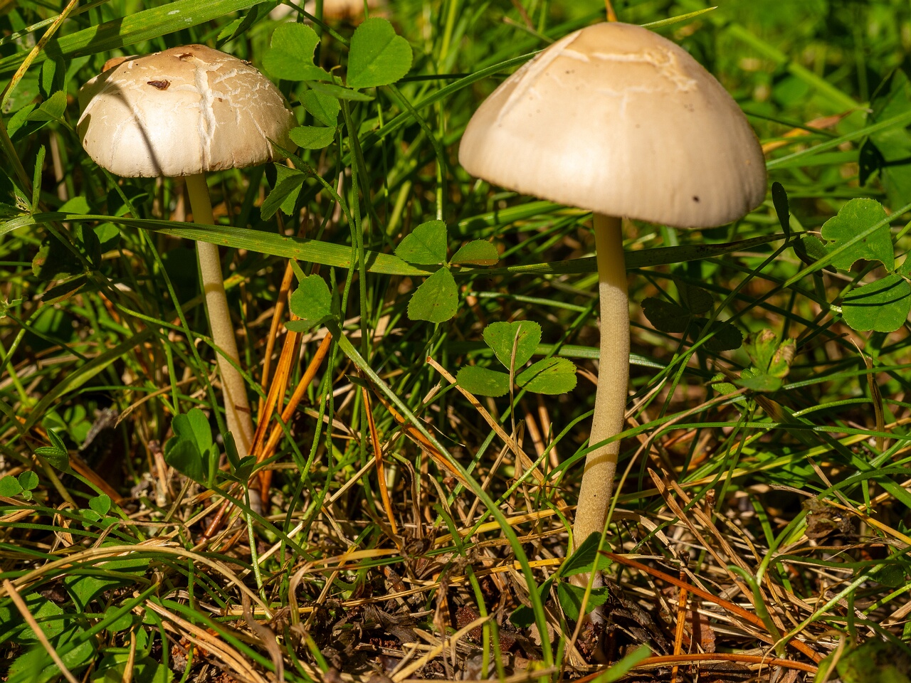 conocybe-apala_1-1