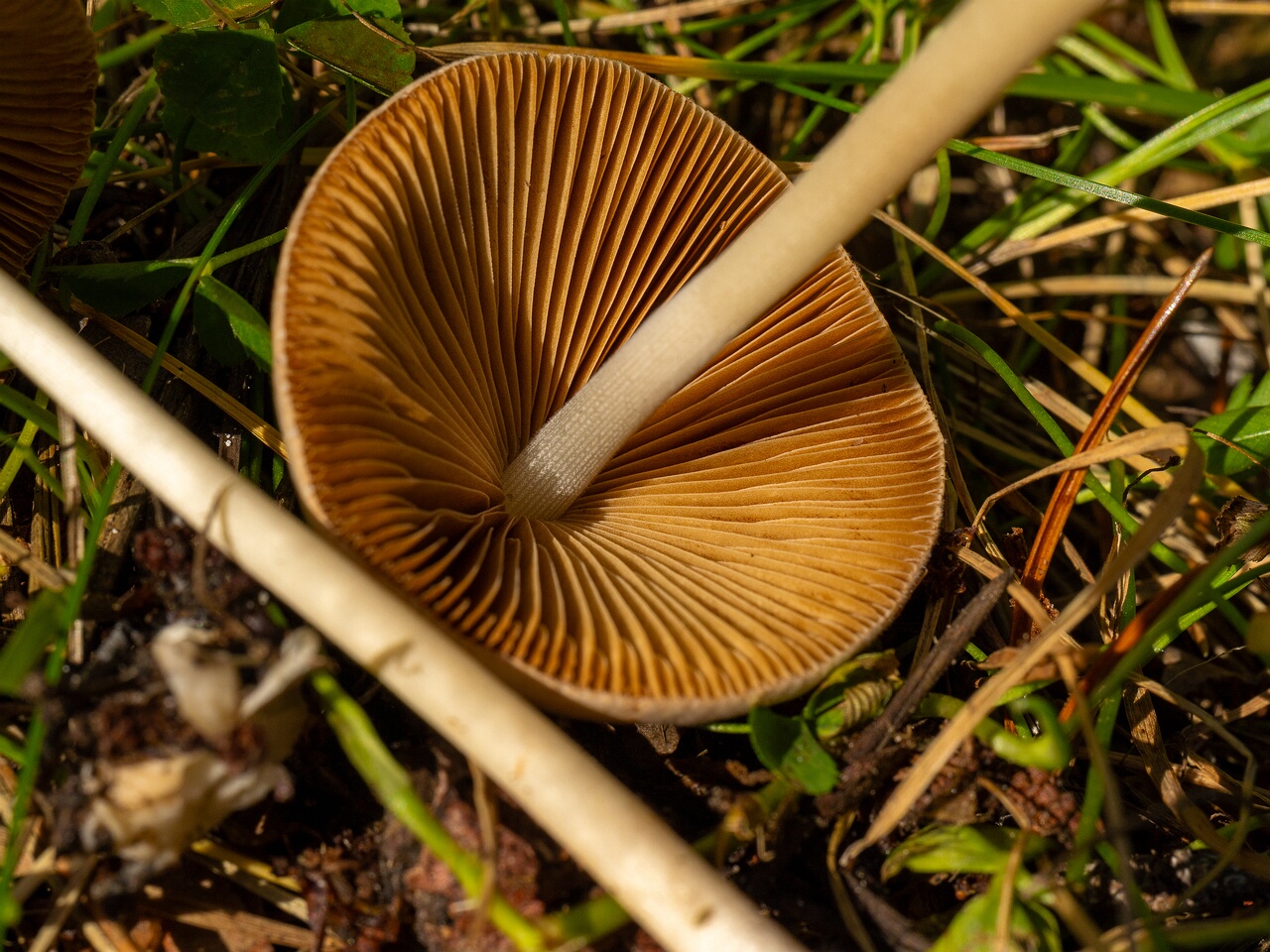 conocybe-apala_1-11