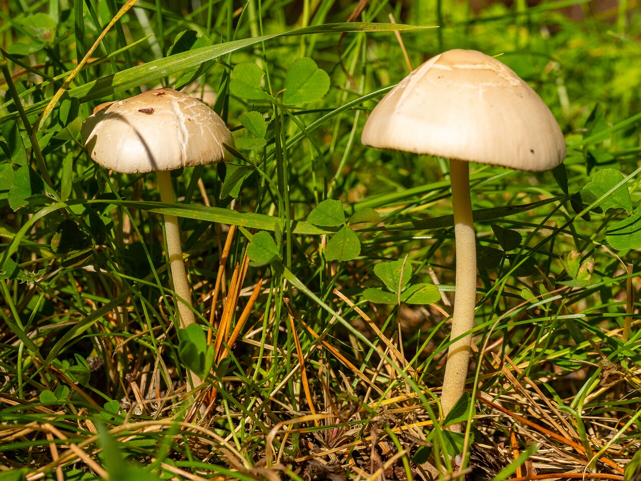 conocybe-apala_1-6