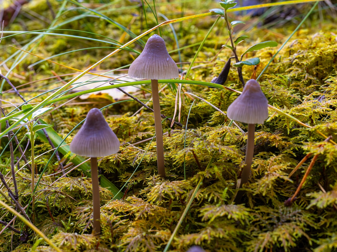 mycena-galopus-var-leucogala_2024-10-12_1-5