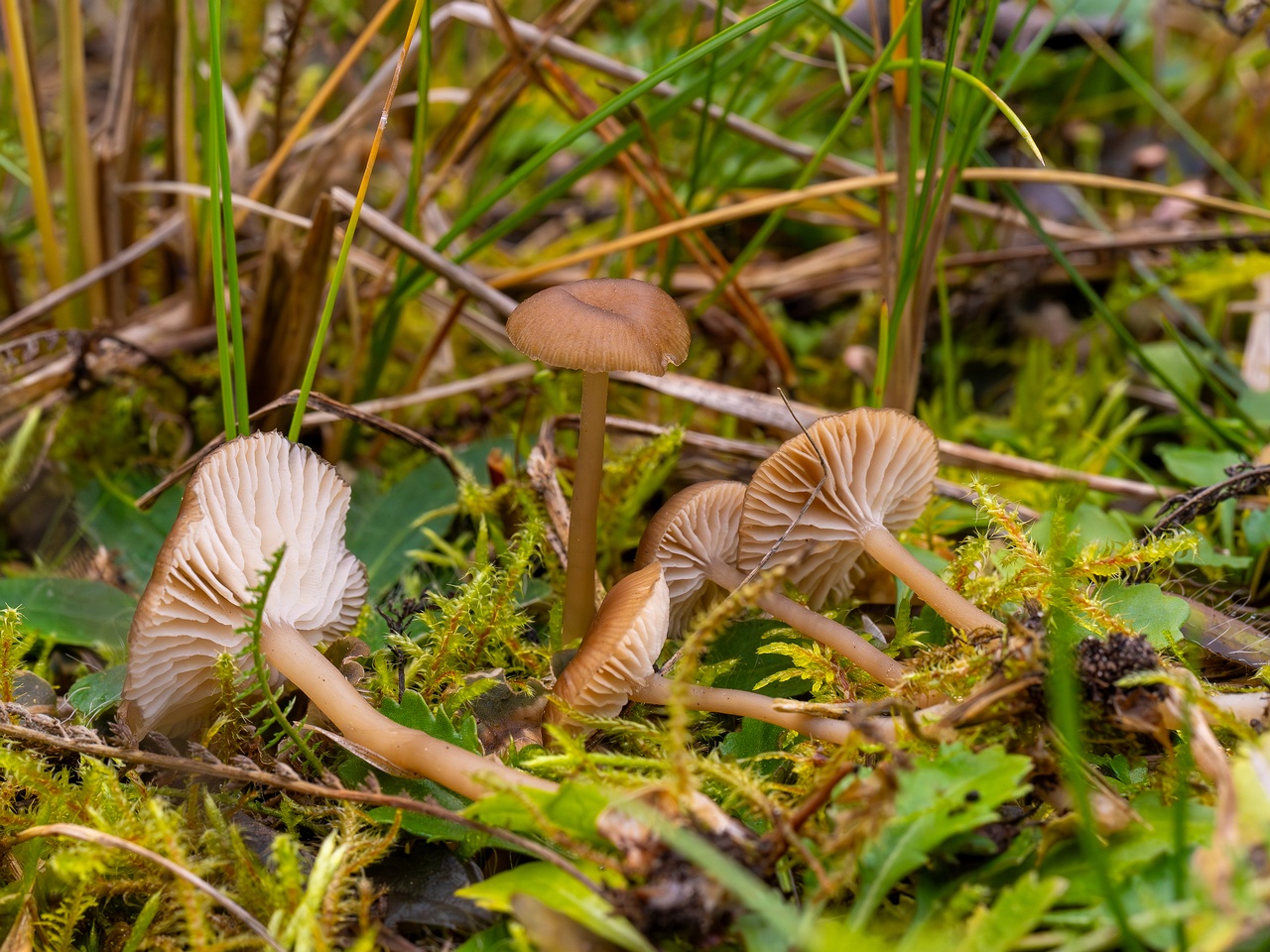 Gamundia striatula _2025-10-19_1-2